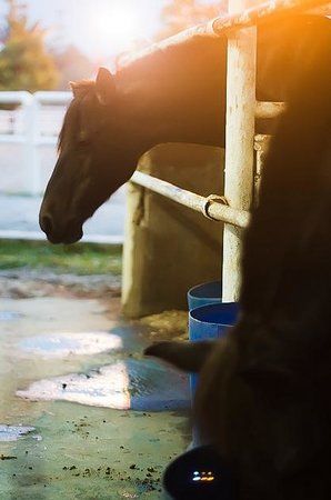 Denai Alam Riding & Recreation Club